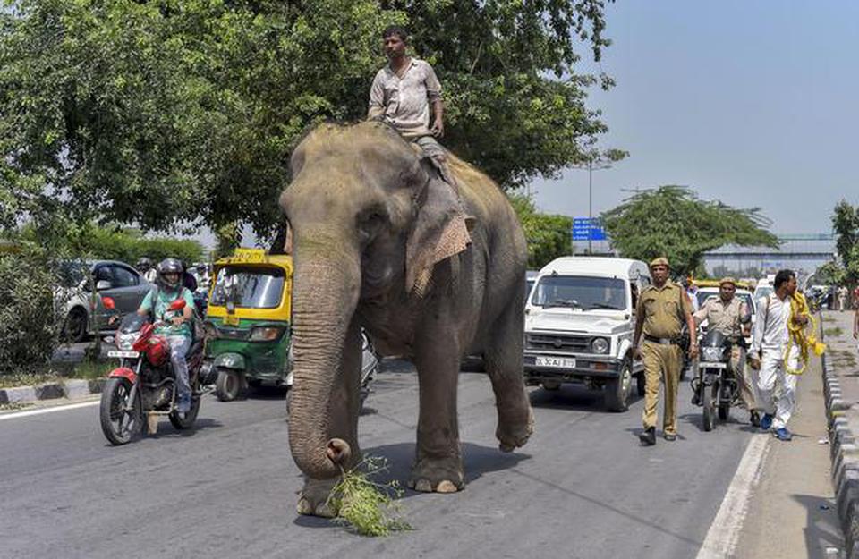 47-year-old elephant Laxmi, which went missing two months ago, near the Shakarpur Police Station in New Delhi on September 18, 2019