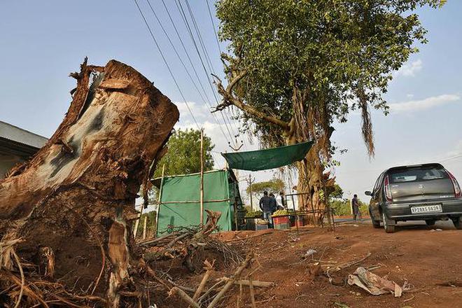 Highway Expansion Clearing Roadside Trees The Hindu - 