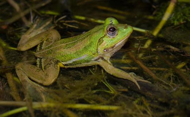 New species of skittering frog 