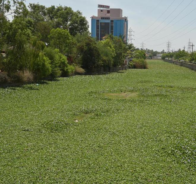 Deceptive green: Thick vegetation of water hyacinth choking on a stretch of Uyyakondan canal near Varaganeri in Tiruchi.
