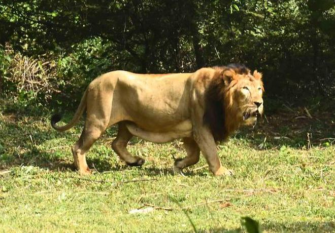 An Asiatic lion taking a stroll at the Indira Gandhi Zoological Park, in Visakhapatnam on Friday.