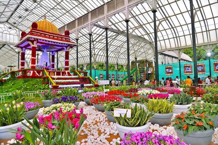 A Peek Into The Flower Show At Lalbagh Botanical Gardens The Hindu