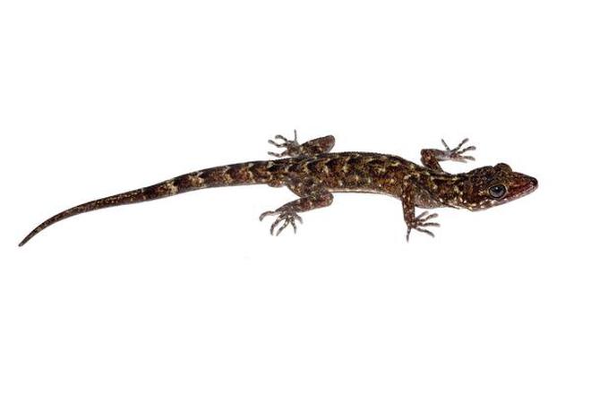 The new species of lizard, Cyrtodactylus urbanus.