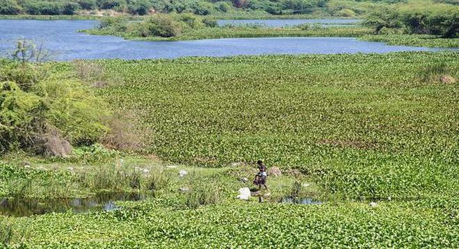 Uncontrolled pollution: A view of the Sankarabarani covered with water hyacinth and weeds at Villianur.