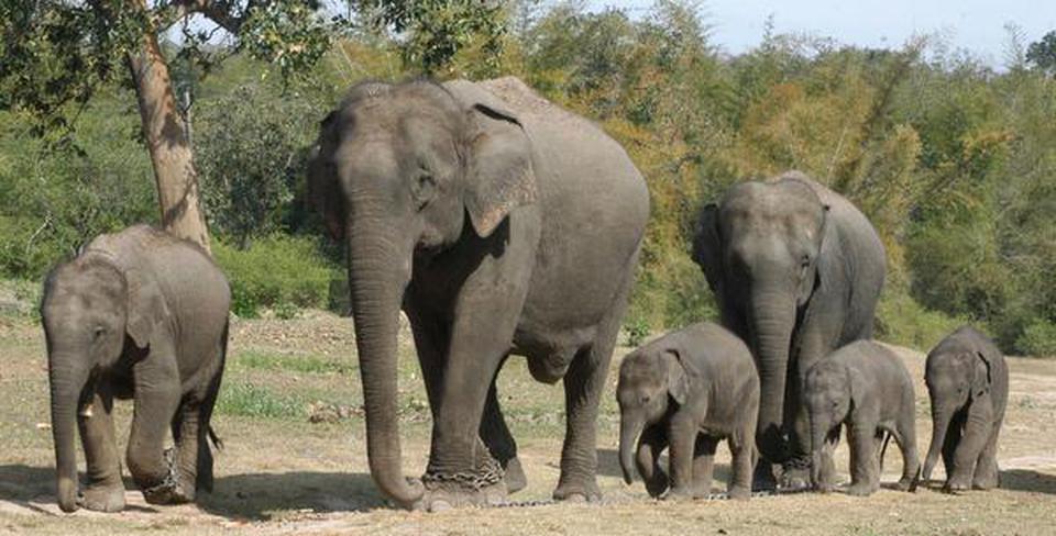 Karnataka leads the chart with over 6,000 elephants