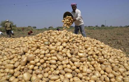 Image result for farmer potato