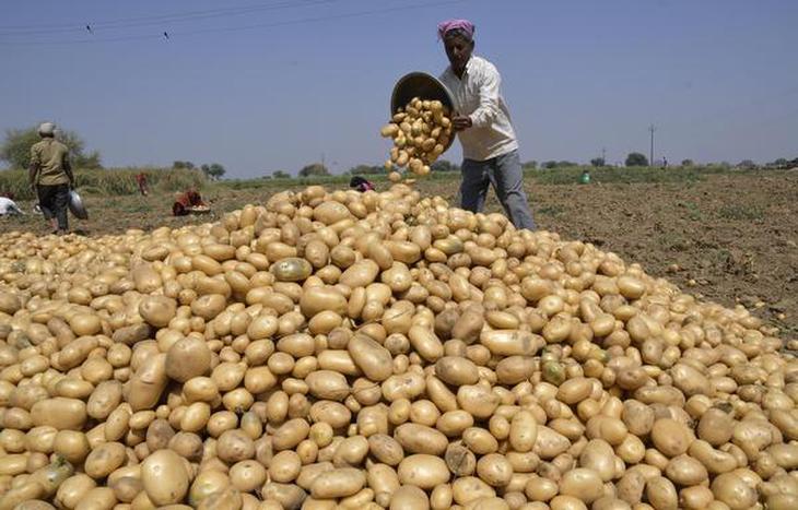 Farmers harvest potatoes at a field.