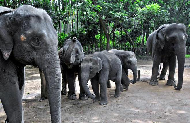 To move soon: (from left) Elephants Amrutha, Bhaskar, Parvathi, Kiran and Raghavendra in a playful mood at Sakrebail elephant camp, near Shivamogga.  