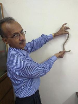 K.S. Sreepada, professor of Applied Zoology at Mangalore University, with the giant earthworm found in Dakshina Kannada district earlier this year.