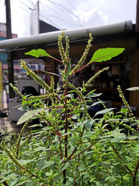 Amaranthus saradhiana has high nutritional value.
