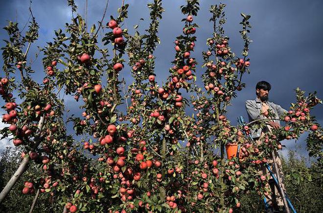 Image result for apple orchard in j kashmir