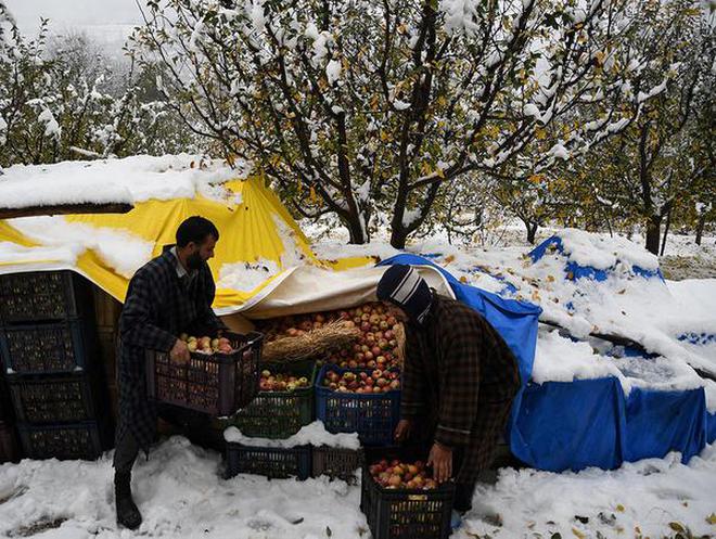 Image result for kashmir apple snow fall farmer