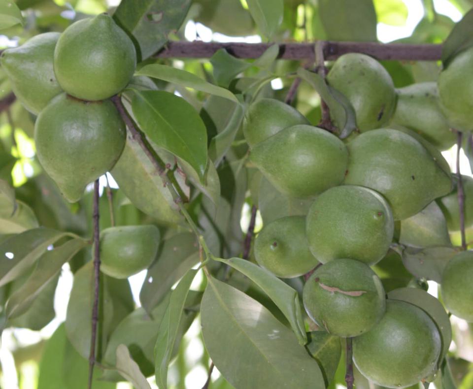 The “volatile chemicals” were found in the leaves of six species of Garcinia that were studied for the first time- Garcinia assamica, G arcinia dulcis, G arcinia lanceifolia, G arcinia morella, G arcinia pedunculata and G arcinia xanthochymus.