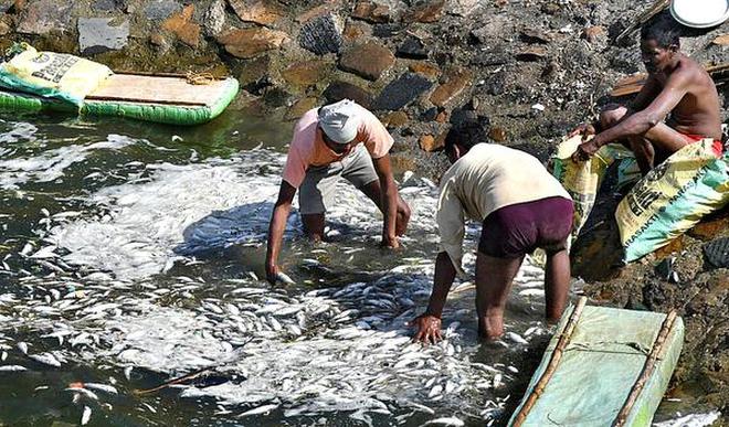 Image result for lakaram lake fish kill the hindu"