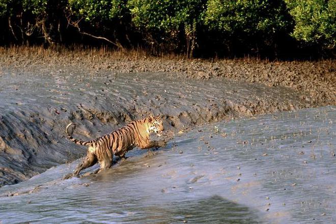 The paper also highlights rising threats to the habitat of the Bengal tiger.