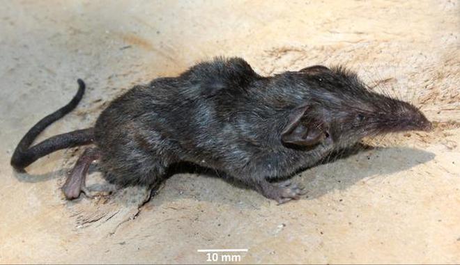 white-toothed shrew