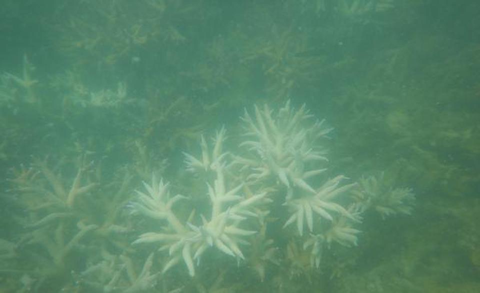Acropora formosa. Photo: National Centre for Coastal Research