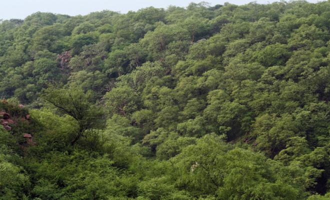 A forest area on the Aravallis. File