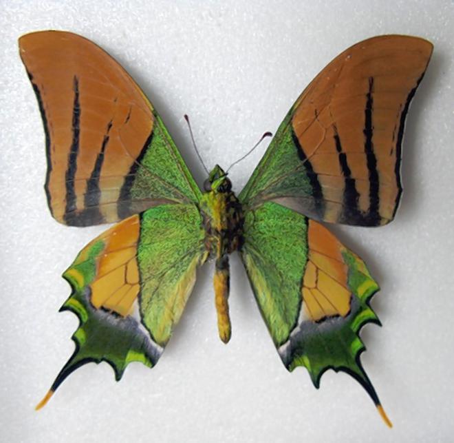Kaiser-i-Hind is Arunachal’s State butterfly