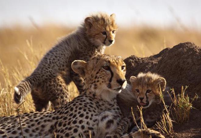 Mother cheetah and cubs in Masai Mara, Kenya