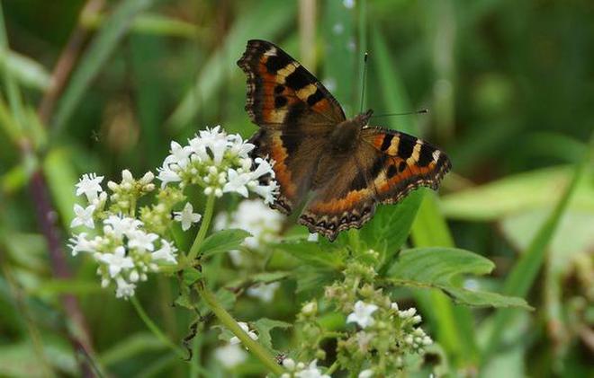 Image result for Sikkim sees surge in butterfly biodiversity