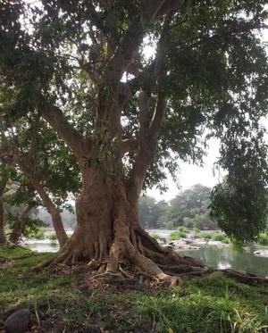 The Arjuna A Keystone Tree In Cauverys River Forests The - 