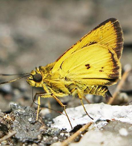New species found in Sikkim