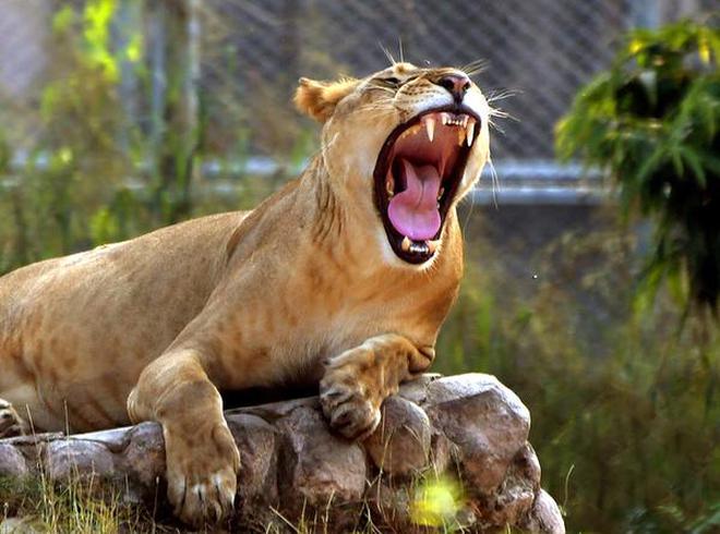 Loss prevention: Last year, over 20 lions from the Gir forest succumbed to the canine distemper virus infection, and now a guideline has been prepared by the National Tiger Conservation Authority .