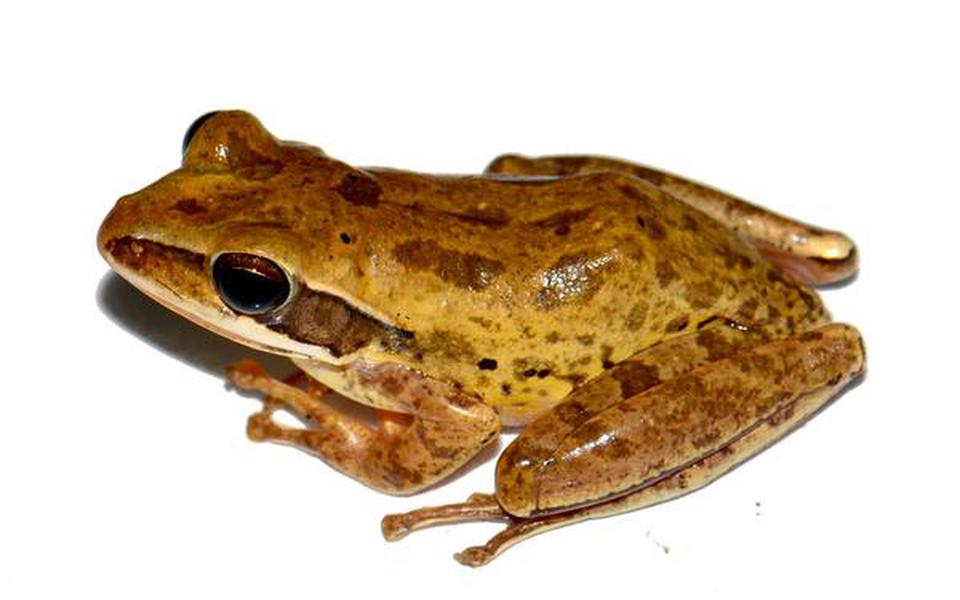 The Brown Blotched Bengal Tree Frog, a new species.